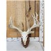 Image 1 : Heavy Mass Palmated Whitetail Antlers On Skull