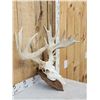 Image 2 : Heavy Mass Palmated Whitetail Antlers On Skull