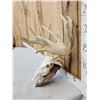 Image 3 : Heavy Mass Palmated Whitetail Antlers On Skull
