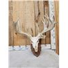 Image 4 : Heavy Mass Palmated Whitetail Antlers On Skull