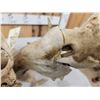 Image 10 : SCI 268 2/8" Whitetail Antlers On Skull HUGE Droptine