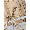 Image 12 : SCI 268 2/8" Whitetail Antlers On Skull HUGE Droptine