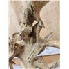 Image 13 : SCI 268 2/8" Whitetail Antlers On Skull HUGE Droptine