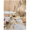 Image 14 : SCI 268 2/8" Whitetail Antlers On Skull HUGE Droptine