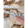 Image 16 : SCI 268 2/8" Whitetail Antlers On Skull HUGE Droptine