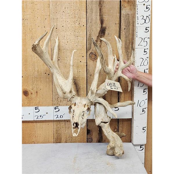 SCI 268 2/8" Whitetail Antlers On Skull HUGE Droptine