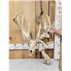 Image 1 : SCI 268 2/8" Whitetail Antlers On Skull HUGE Droptine