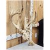Image 2 : SCI 268 2/8" Whitetail Antlers On Skull HUGE Droptine