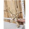 Image 3 : SCI 268 2/8" Whitetail Antlers On Skull HUGE Droptine