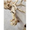 Image 5 : SCI 268 2/8" Whitetail Antlers On Skull HUGE Droptine