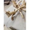 Image 6 : SCI 268 2/8" Whitetail Antlers On Skull HUGE Droptine