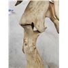 Image 7 : SCI 268 2/8" Whitetail Antlers On Skull HUGE Droptine