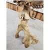 Image 8 : SCI 268 2/8" Whitetail Antlers On Skull HUGE Droptine