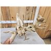 Image 9 : SCI 268 2/8" Whitetail Antlers On Skull HUGE Droptine