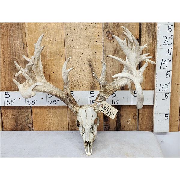 Monster 297" Whitetail Antlers On Skull