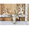 Image 1 : Monster 297" Whitetail Antlers On Skull