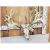Image 2 : Monster 297" Whitetail Antlers On Skull