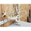 Image 3 : Monster 297" Whitetail Antlers On Skull