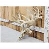 Image 4 : Monster 297" Whitetail Antlers On Skull