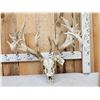 Image 5 : Monster 297" Whitetail Antlers On Skull