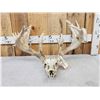 Image 6 : Monster 297" Whitetail Antlers On Skull