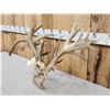 Image 10 : Crazy Nontypical Whitetail Antlers On Skull