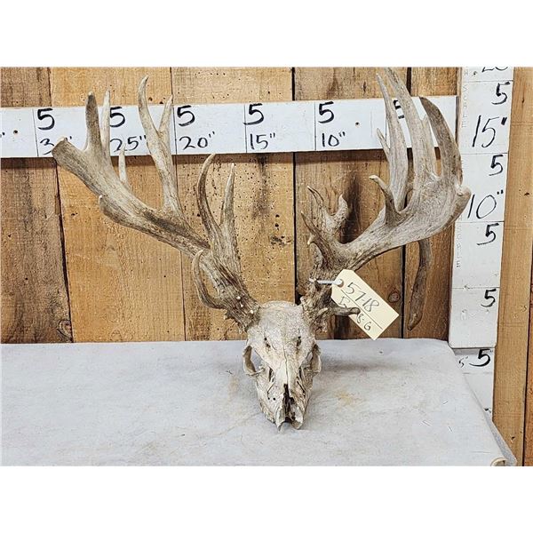 Crazy Nontypical Whitetail Antlers On Skull