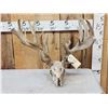 Image 1 : Crazy Nontypical Whitetail Antlers On Skull