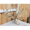 Image 2 : Crazy Nontypical Whitetail Antlers On Skull