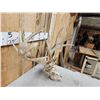 Image 3 : Crazy Nontypical Whitetail Antlers On Skull