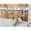 Image 4 : Crazy Nontypical Whitetail Antlers On Skull