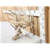 Image 5 : Crazy Nontypical Whitetail Antlers On Skull