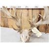 Image 6 : Crazy Nontypical Whitetail Antlers On Skull