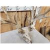 Image 7 : Crazy Nontypical Whitetail Antlers On Skull