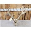 Image 9 : Crazy Nontypical Whitetail Antlers On Skull