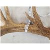 Image 10 : MONSTER Main Frame 5x5 Whitetail Antlers On Skull