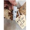Image 12 : MONSTER Main Frame 5x5 Whitetail Antlers On Skull