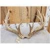 Image 13 : MONSTER Main Frame 5x5 Whitetail Antlers On Skull