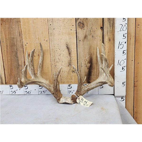 MONSTER Main Frame 5x5 Whitetail Antlers On Skull