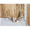 Image 1 : MONSTER Main Frame 5x5 Whitetail Antlers On Skull