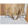 Image 2 : MONSTER Main Frame 5x5 Whitetail Antlers On Skull
