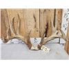 Image 3 : MONSTER Main Frame 5x5 Whitetail Antlers On Skull