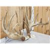 Image 4 : MONSTER Main Frame 5x5 Whitetail Antlers On Skull