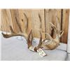 Image 5 : MONSTER Main Frame 5x5 Whitetail Antlers On Skull