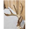 Image 6 : MONSTER Main Frame 5x5 Whitetail Antlers On Skull
