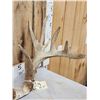 Image 7 : MONSTER Main Frame 5x5 Whitetail Antlers On Skull