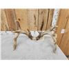 Image 8 : MONSTER Main Frame 5x5 Whitetail Antlers On Skull