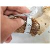 Image 9 : MONSTER Main Frame 5x5 Whitetail Antlers On Skull
