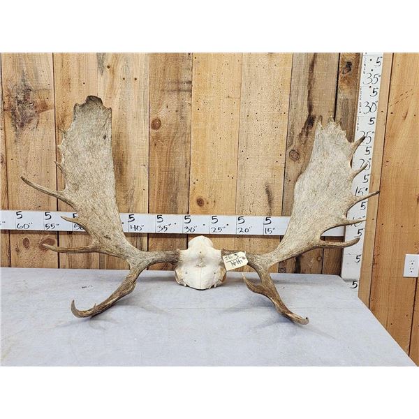 52" Wide Moose Antlers On Skull Plate
