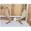 Image 1 : 52" Wide Moose Antlers On Skull Plate